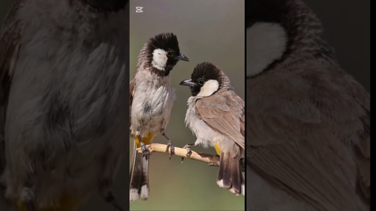 تغريد بلابل طور  حنجره ثكيله  ما شاءلله  