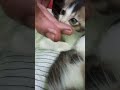 cute cute cat family, please like comment me,