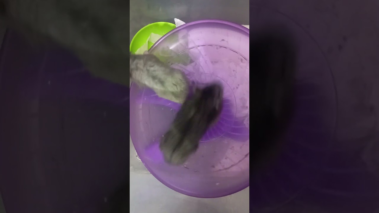 Russian Dwarf Hamster