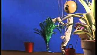 Fes Flash - Senyor Cordills