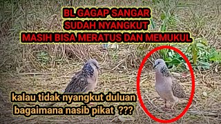 DARAKUKU ALAS SANGAR BANAR#tekukur_gacor #darakuku#suarapikattekukur #tekukurpikat #tekukur