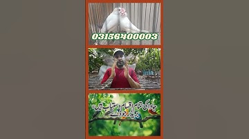 Fawn Sparrow Breeding tips , Java Sparrow , Java Finch , White Java , Silver Java