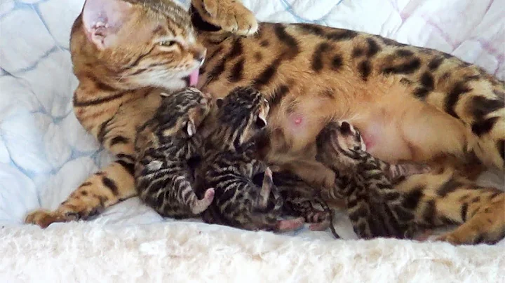 Video 11699821: bengal cat kitten, cat kitten purring, cat kitten milk, kittens mother cat