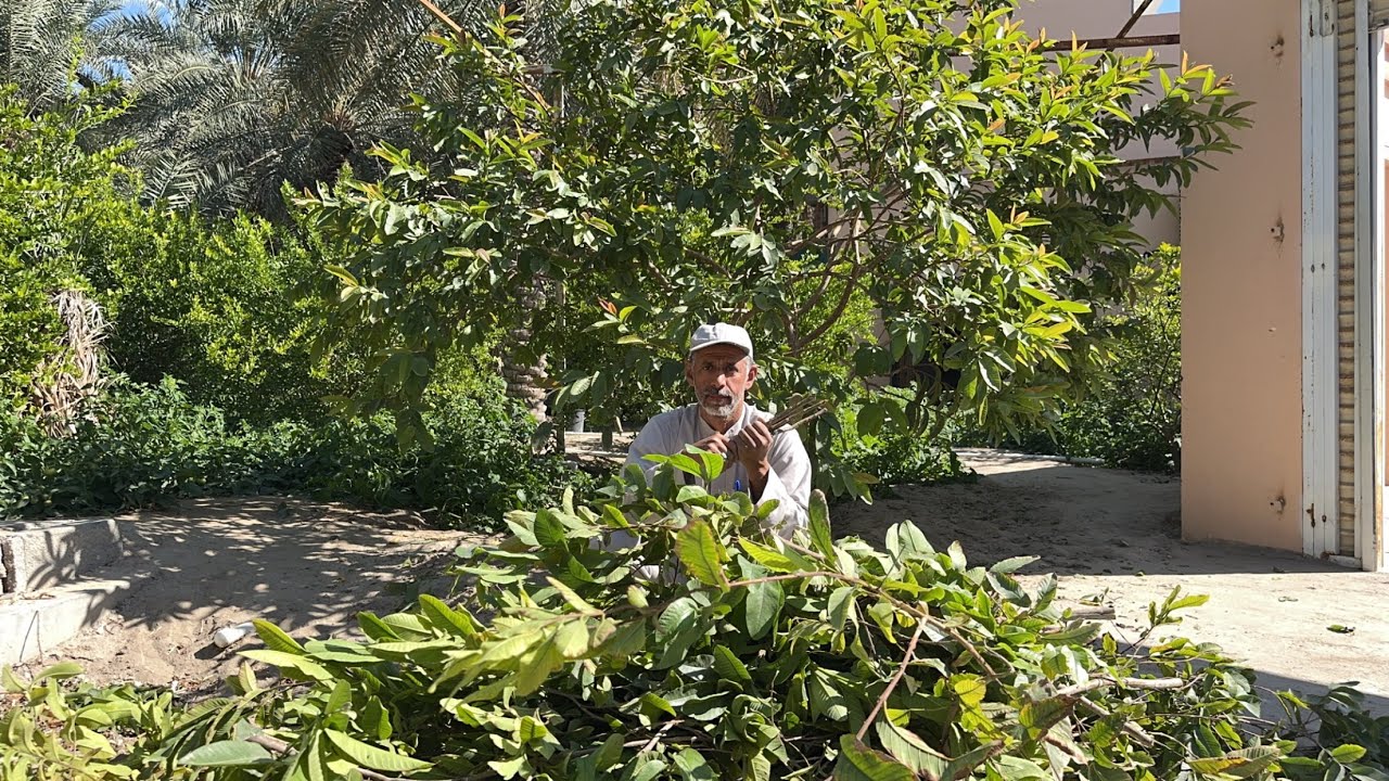 تقليم شجرة الجوافة في نجم النعايم مع الزعيم بوسلمان داخل الاحساء