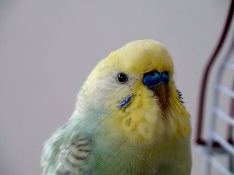 Help save Chi-Chi!