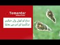 Dimagh ko khaney wala amoeba   naegleria  temardar 