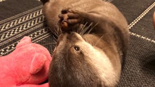カワウソさくら 手ブレせずにさくらを撮ってあげたい Record the otter without hand trembling