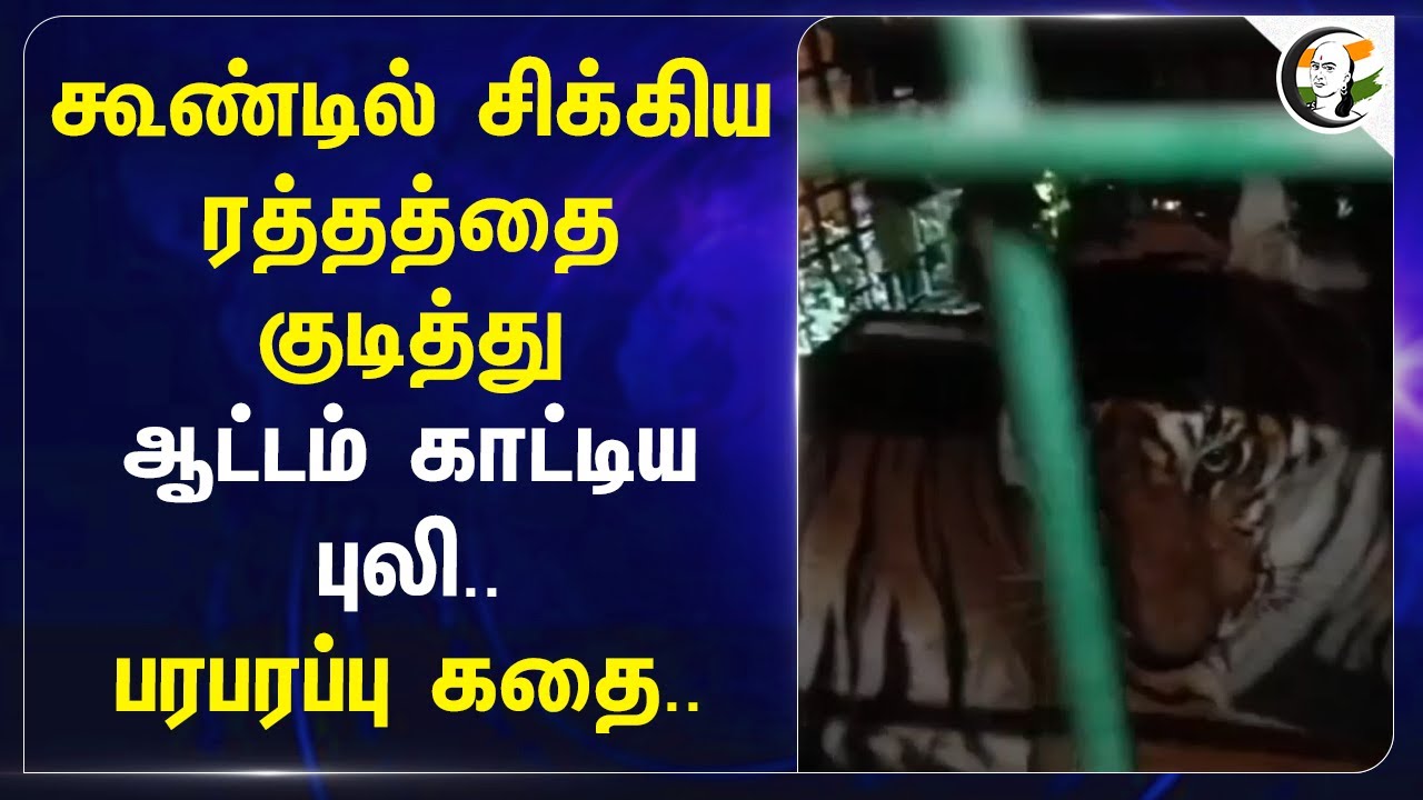 கூண்டில் சிக்கிய ரத்தத்தை குடித்து ஆட்டம் காட்டிய Tiger.. பரபரப்பு கதை.. Kerala | Viral Video