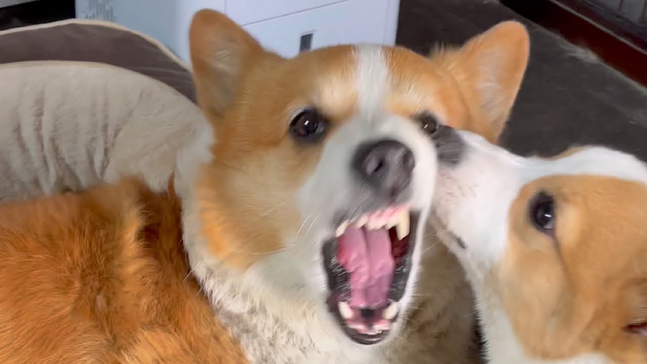 コーギー子犬 兄犬の口の中に入りたい時だってある弟犬 コーギー犬 Youtube