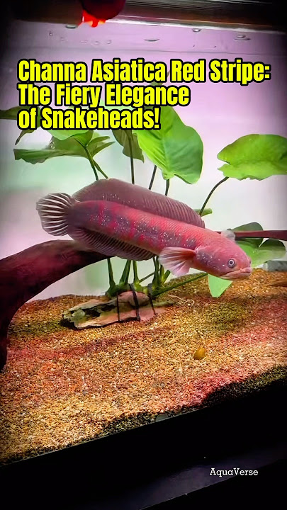 Channa Asiatica Red Stripe: The Fiery Elegance of Snakeheads! AquaVerse #channaasiatica #shorts