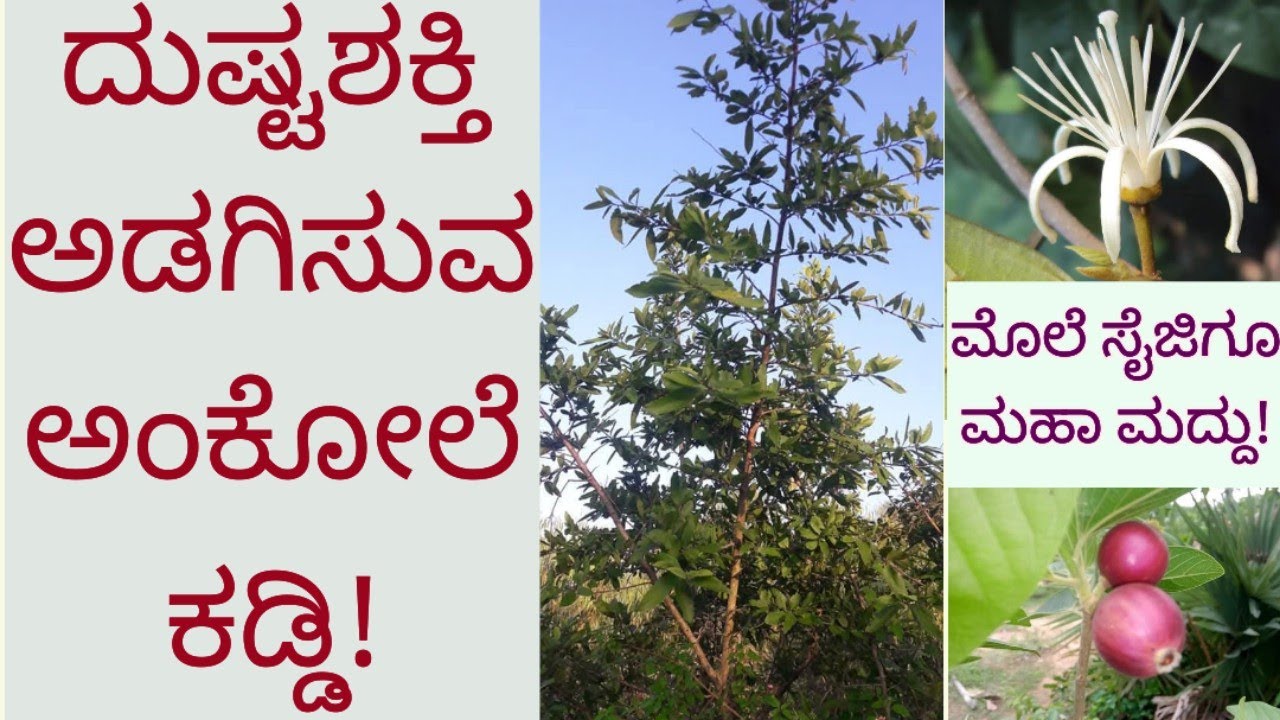 ಅಂಕೋಲೆ ಕಡ್ಡಿಯಿದ್ದರೆ ದುಷ್ಟಶಕ್ತಿ ನಿಮ್ಮ ಹತ್ತಿರ ಸುಳಿಯಲ್ಲ!/Alangium Salviifolium/Ankola Tree #nativenest