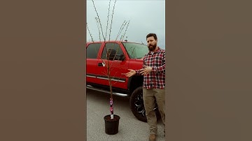 How to transport trees in a pickup truck. Simple way! #shorts #homestead #garden #howto