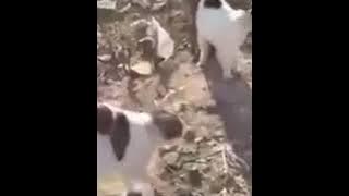 cats attack dogs