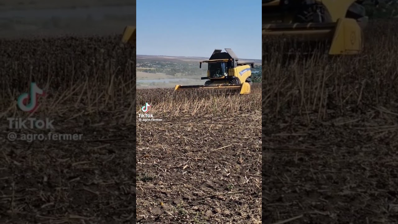 А Вы секте подсолнечник 🌻? 