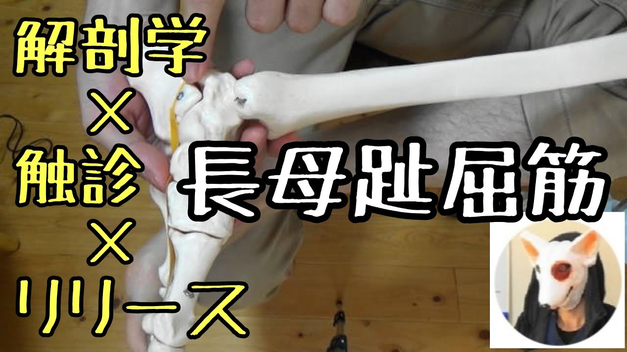 【実技】長母趾屈筋　解剖学×触診×リリース　背屈制限因子になる理由