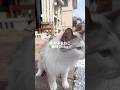実家帰省ねこ🍀最終日vlog🕊️