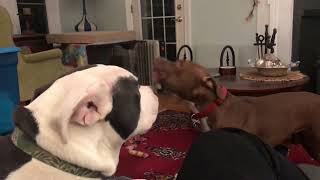 Pit Bull love Howling dogs