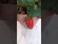 لديك نبتة فراولة وتريد الاعتناء بها الطريقة بالتعليق الأول والوصف طبيعة