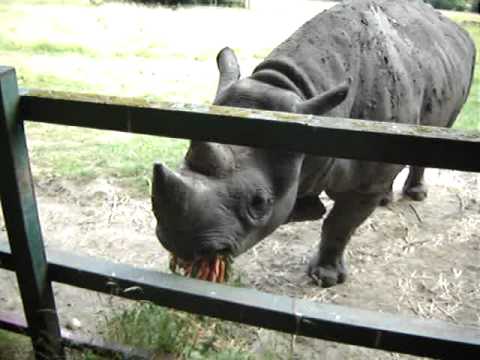 Black Rhino, Port Lympne Wild Animal Park, Kent