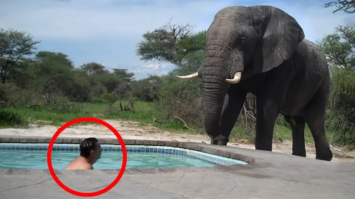 30 Scariest Elephant Encounters of the Year