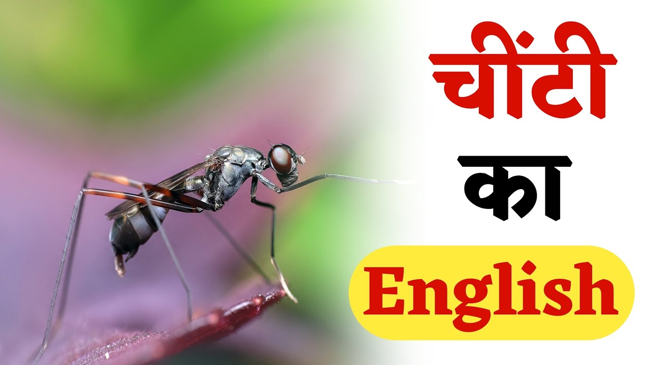 चींटी को इंग्लिश में क्या कहते हैं | Chiti Ko English Mein Kya Kahate ...