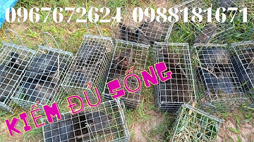 Thăm Bẫy Chuột Cống Nhum, Tập 52(Ngày mưa vẫn trúng)