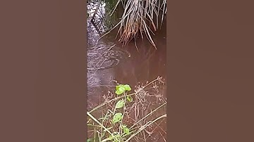 Câu cá rô đồng mùa nước nổi #caucatv186 #caucatv186 #cauca