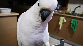 Cockatoo loves strawberry by NIGEL, THE COCKATOO and family 130 views 2 years ago 2 minutes, 3 seconds