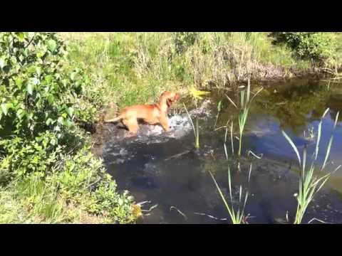 Video: Plons! Waterhonden