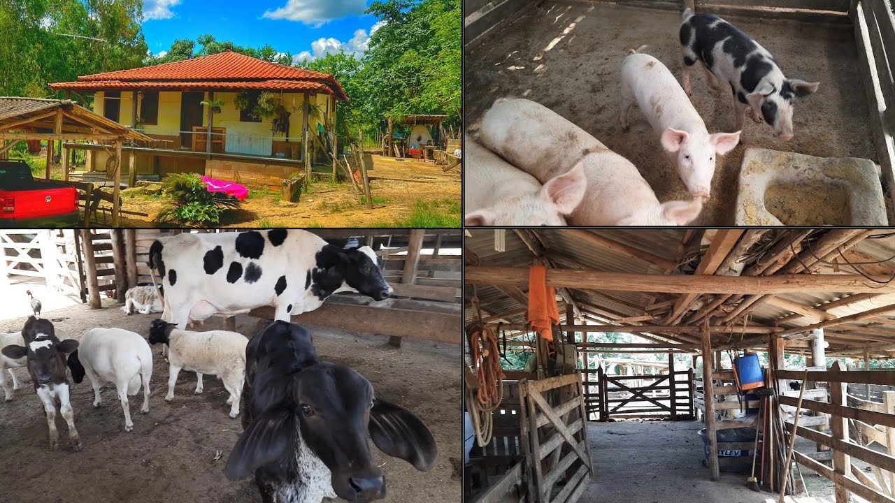 Aluga ou vende sítio de porteira fechada e milho já plantado com 600 L dia em Minas Gerais