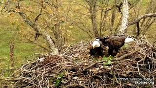 Decorah North Nest. Big and small sticks to the nest - explore 10-21-2021