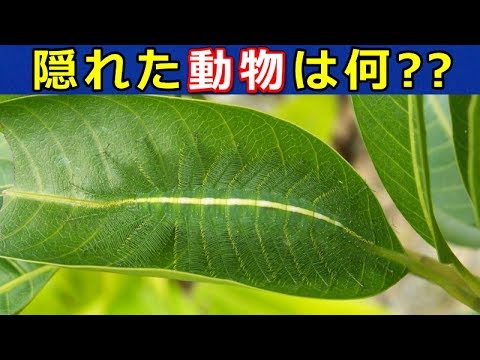 難問…隠れた動物さがせ！【クイズ・脳トレ】