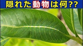【生き物クイズ】クイズを通して生き物のことを学ぼう!