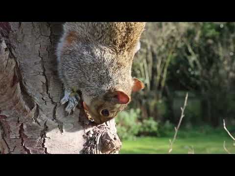 Βίντεο: Οι σκίουροι κάνουν φλυαρία;