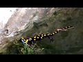 a salamandra swimmin 2