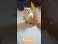 Cat playing with a comb