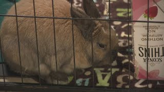 Rabbit rescues see more intake requests after Easter