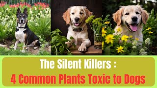 The Silent Killers: 4 Common Plants Toxic to Dogs by LES ANIMAUX DE COMPAGNIE  28 views 3 weeks ago 9 minutes, 50 seconds