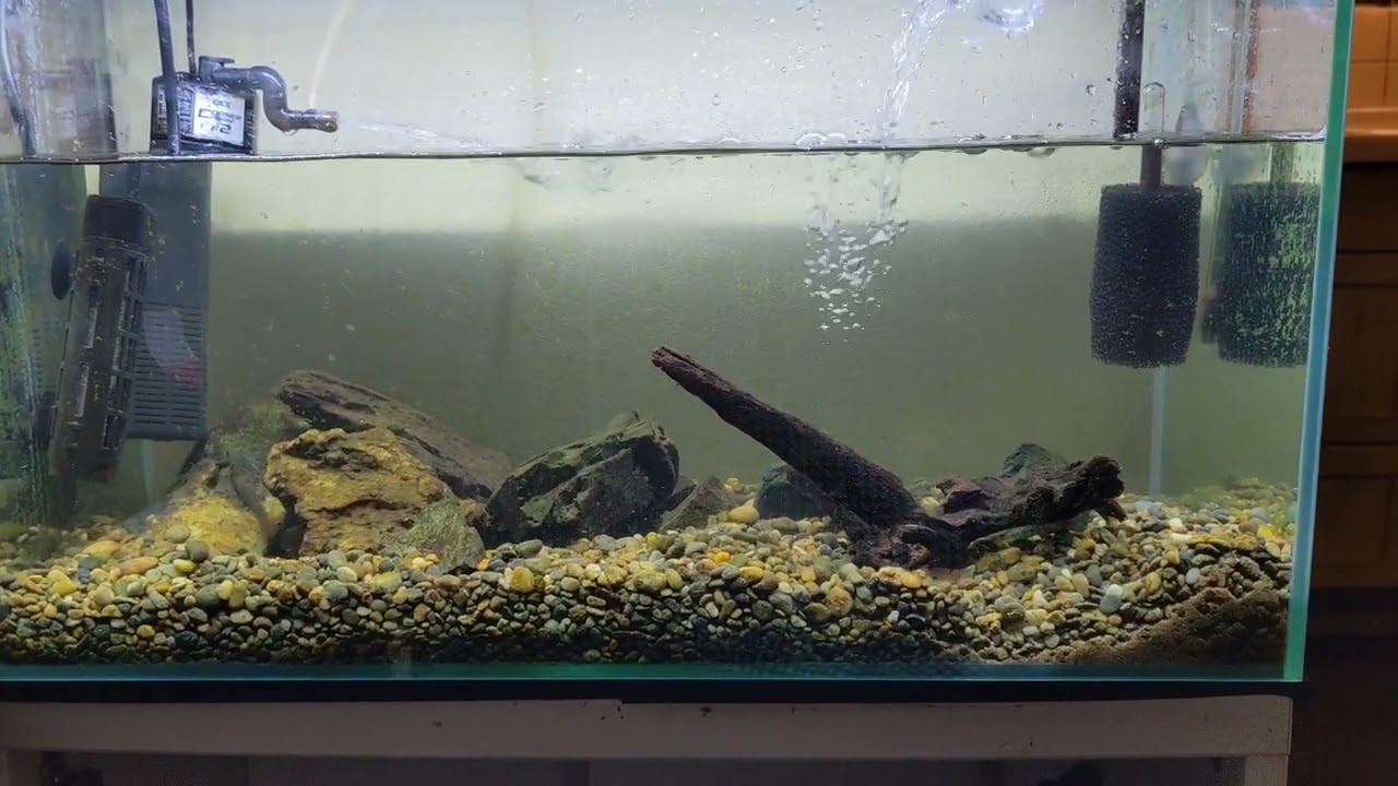 魚が水槽の下のほうでじっと動かない？さすがにおかしいぞ。エーハイム