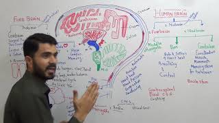 Human Brain Parts and Function Fully explained in Urdu Hindi By Dr A Hadi screenshot 4