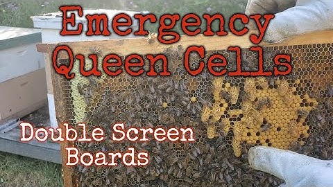 Splitting hives with a double screen board