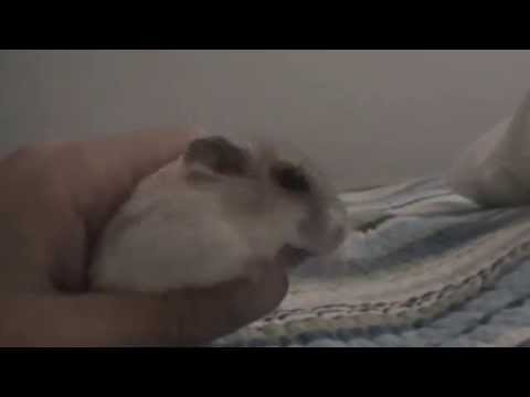 singing-hamster