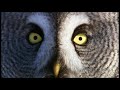 David Attenborough  - Wonderful World - BBC