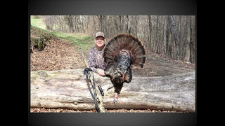 Turkey hunt 2017 in Quebec, 1st of 2 turkeys harvested