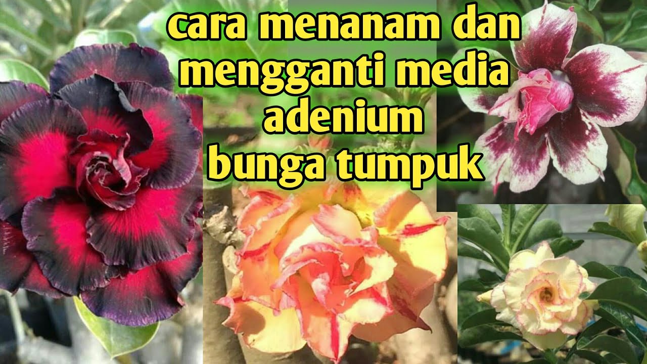 CARA MENANAM ADENIUM DAN MENGGANTI MEDIA TANAM||PROGRAM PEMBESARAN