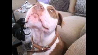 My Brothers Pit Bull Dancing To Daft Punk Ft Pharrell Get Lucky