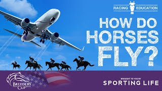 Breeders&#39; Cup - How Horses Fly Around the World | Racing Education
