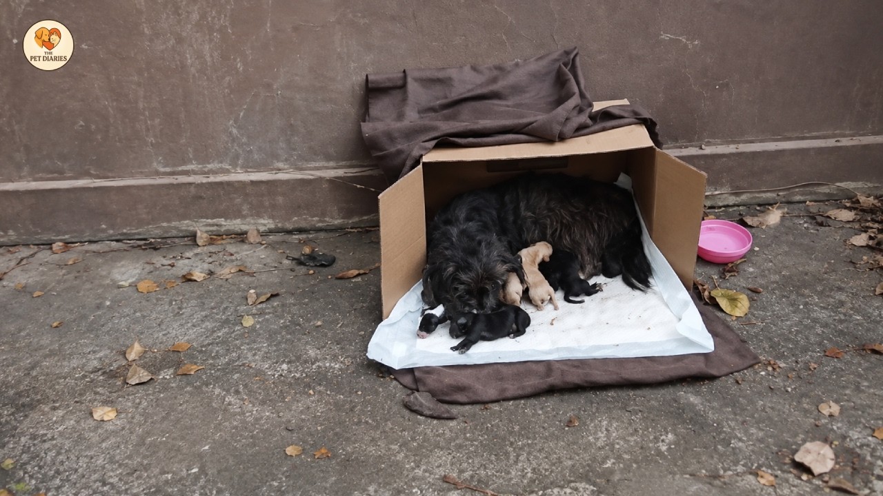 Jeg husker fortsatt hvordan hun så på meg den morgenen ved veikanten. Åtte liv lå igjen i en pappeske, og moren inni hadde allerede gitt opp alt for seg selv for å holde de syv små i live. Da...