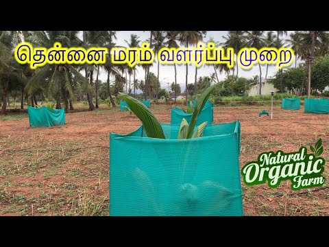 தென்னை மரம் வளர்ப்பு முறை Coconut plant maintenance