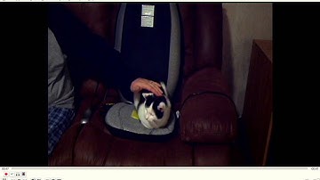 How to watch analoge video in vlc using linux mint with a wintv hvr